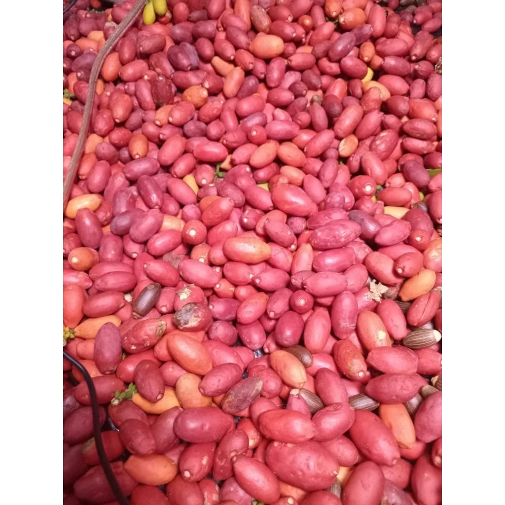 

1kg kulit melinjo segar