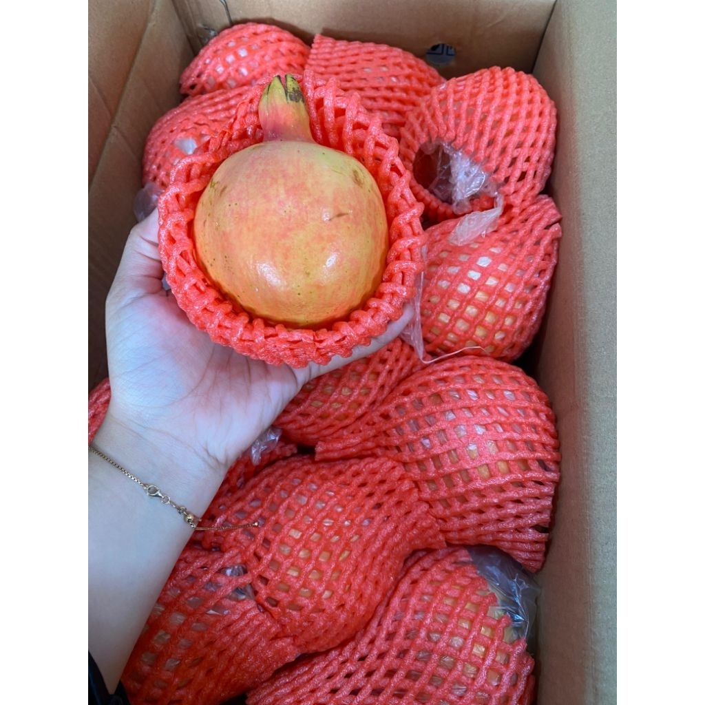 

Buah delima red lady|buah segar bandung|nuri fruits|delima peru merah|delima rrc|buah delima bandung
