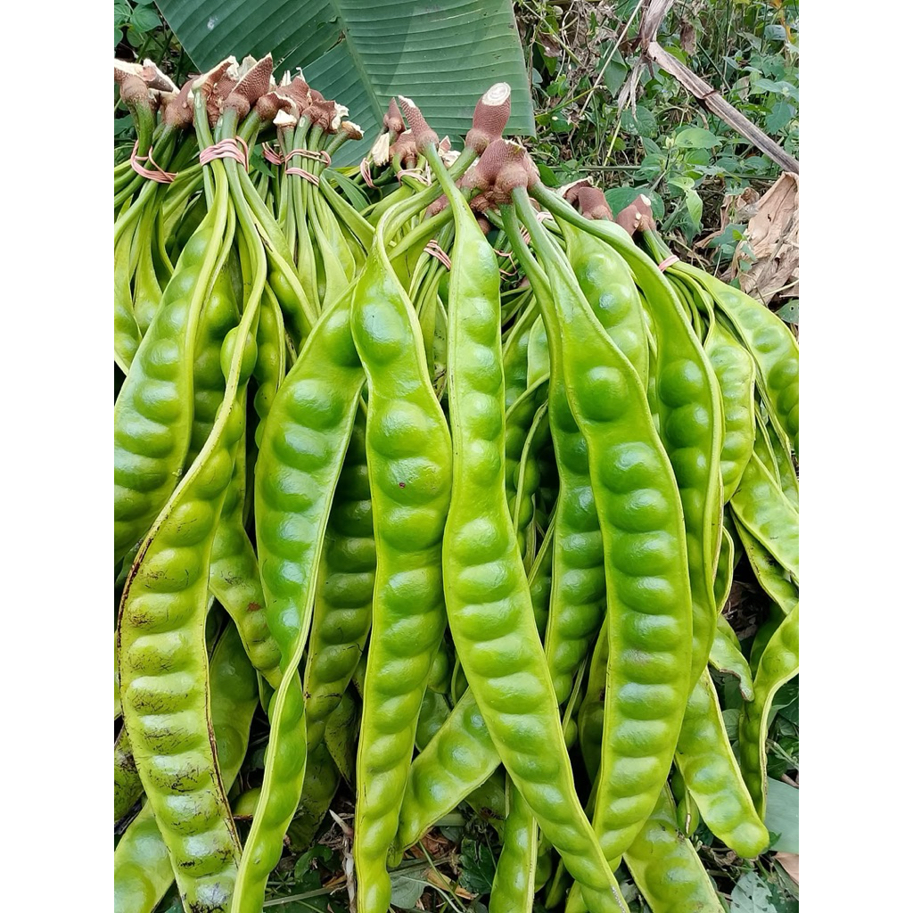 

PETE PETAI per 5 papan lonjor bergaransi 100%