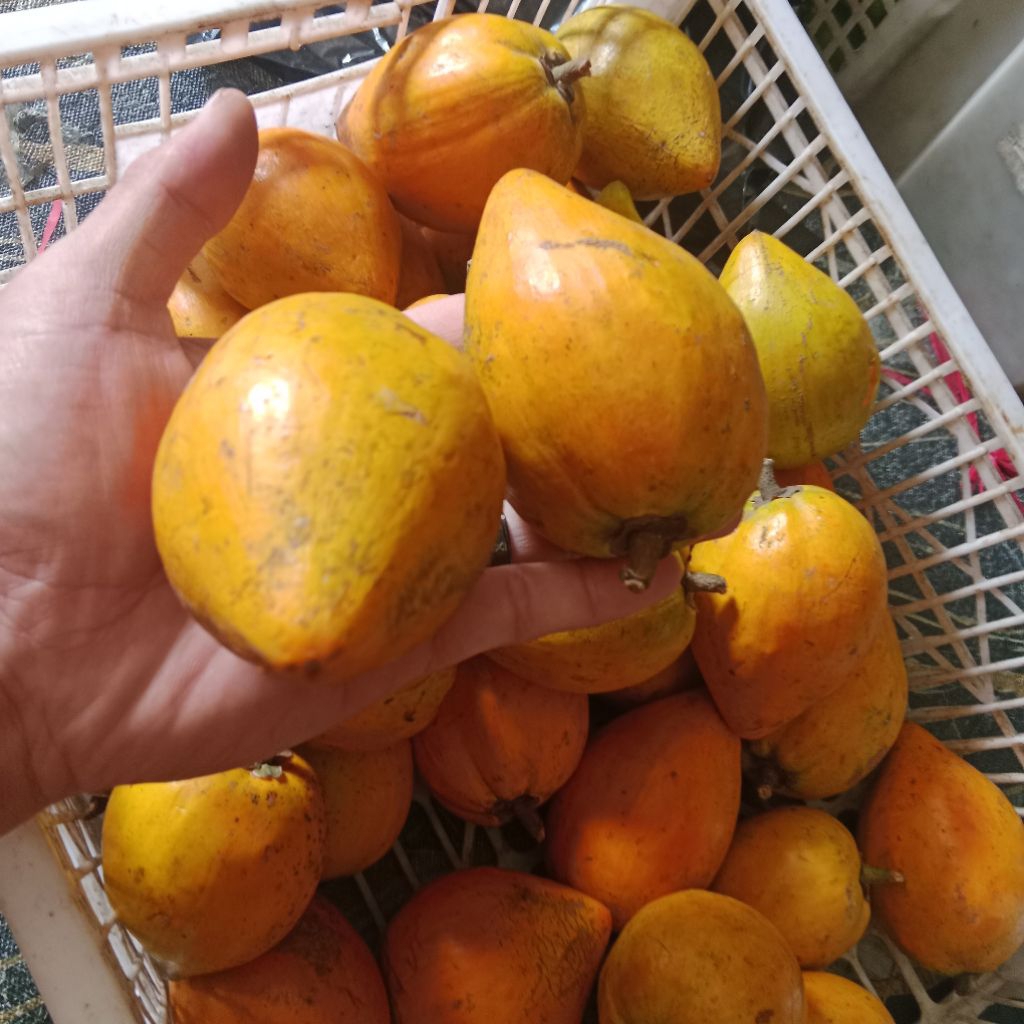 

buah alkesa fresh segar 1kg