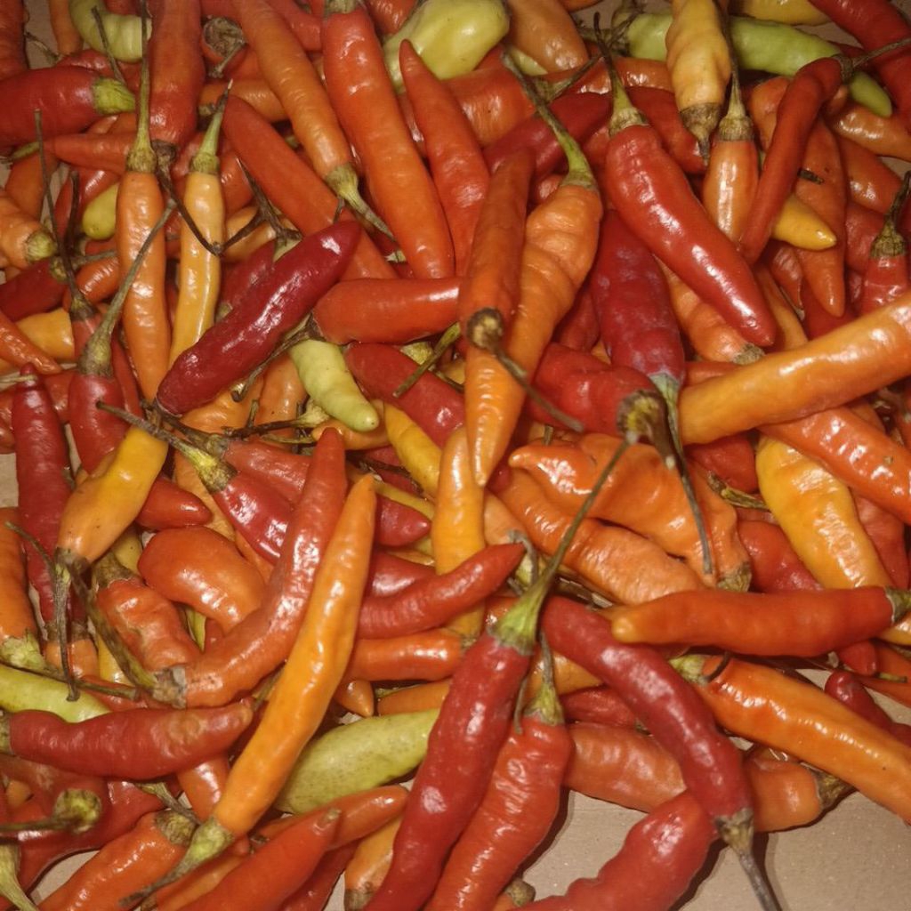 

cabe asmoro 1kg fresh dari petani