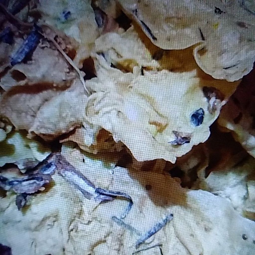 

Rempeyek/Peyek Teri 500gr enak gurih