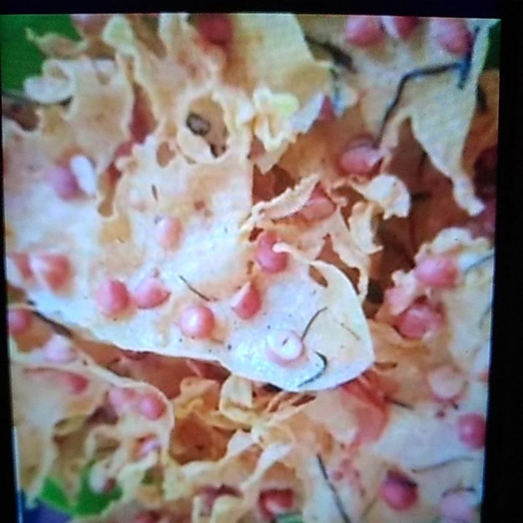 

Rempeyek / Peyek Kacang 250gr enak gurih