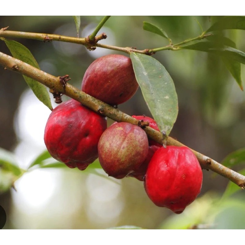 

Buah mahkota dewa merah segar berkualitas