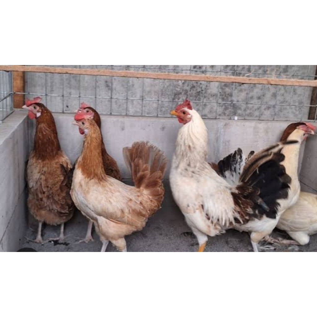 

Telur Tetas Ayam Elba Ori