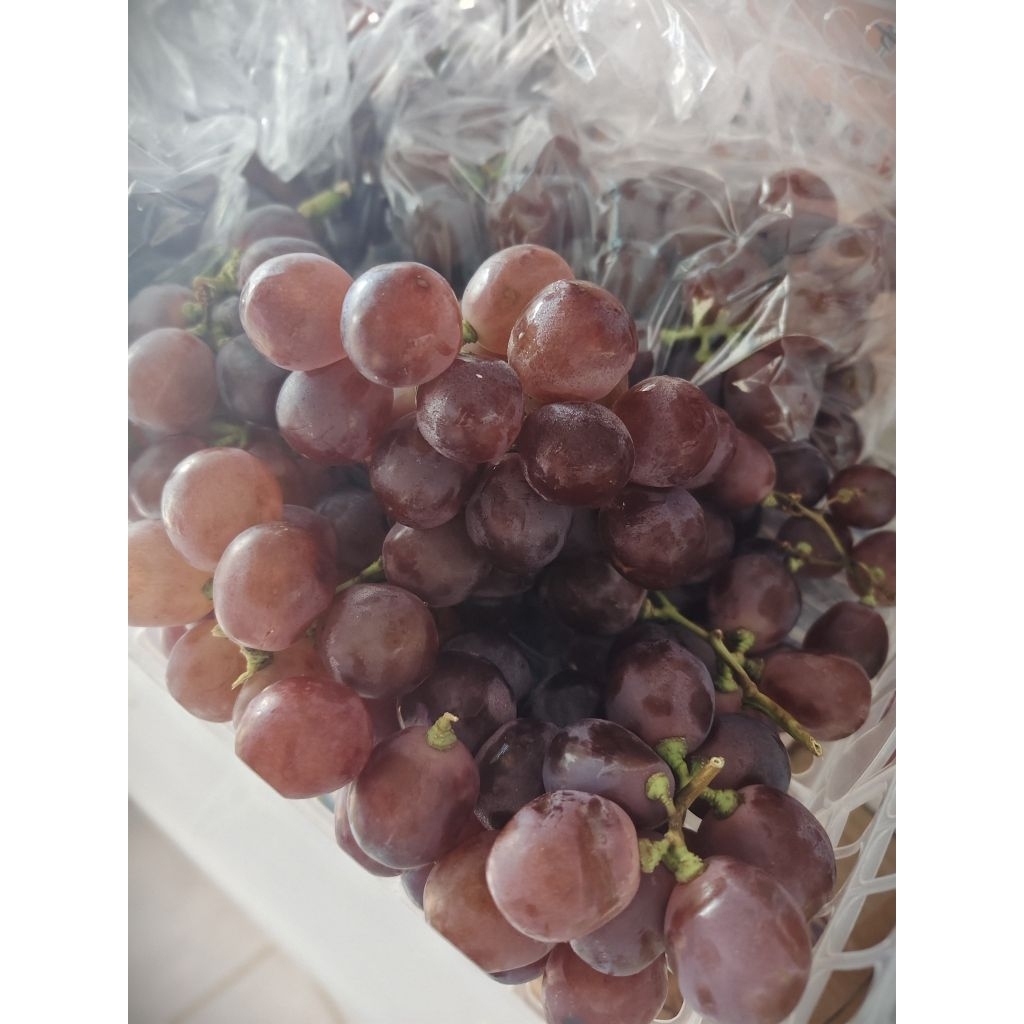 

Anggur Segar / Grapes fresh 1 Kg