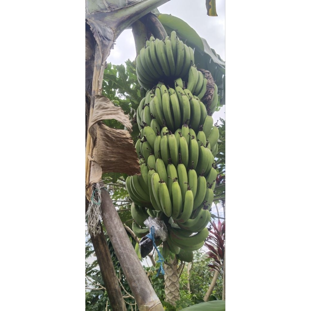 

pisang ambon lumut organic sukabumi 1kg