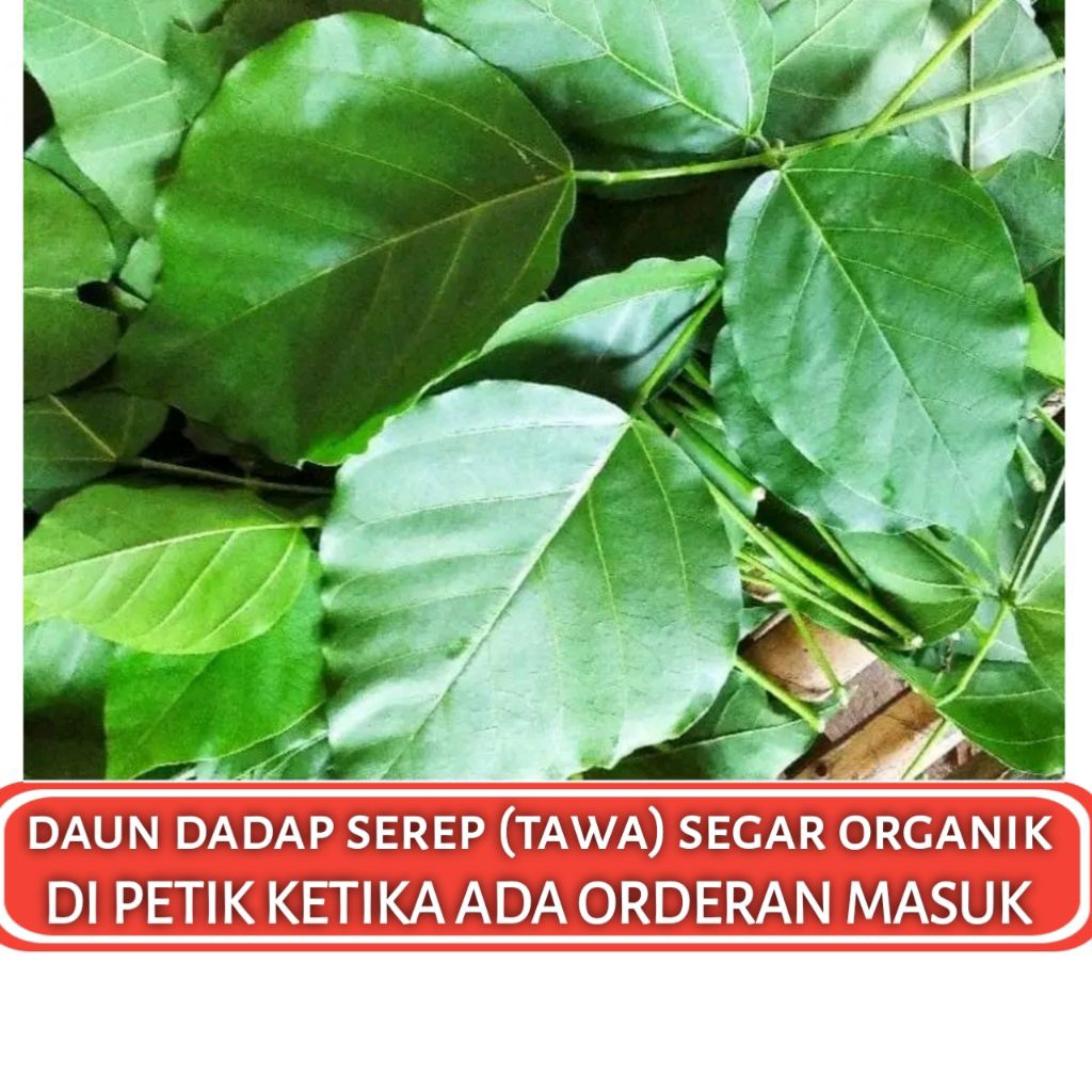 

DAUN DADAP SEREP SEGAR ALAMI Daun Tawa Organik 100 Lembar