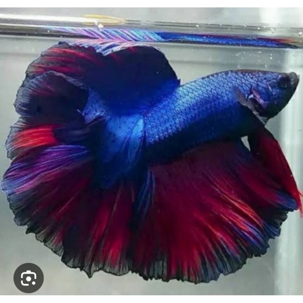 CUPANG HALFMOON RED BLUE