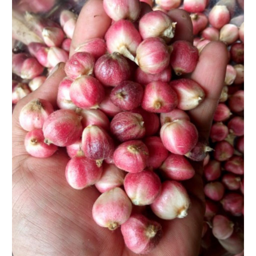 

jual kapulaga segar 250 grm