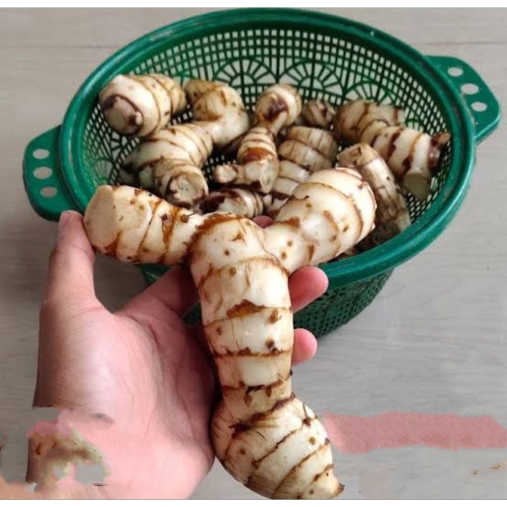 

ganyong/ubi ganyong/polo pendem asli muria berat 1kg