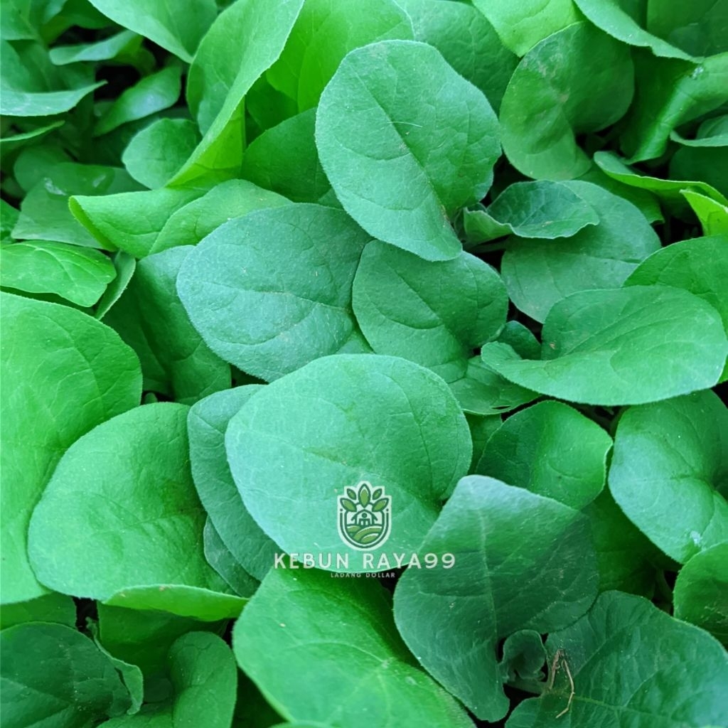 

KEBUN RAYA- Paket 20 Bibit Terong Ungu Siap Tanam