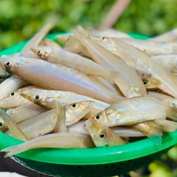 

Ikan Rejung Segar 1Kg Ikan Kaca Piring