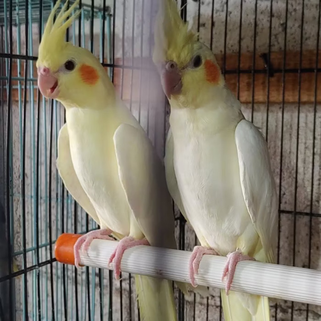 Burung Cockatiel Falk Parkit Australia Warna Kuning Lutino Mata Merah pilihan