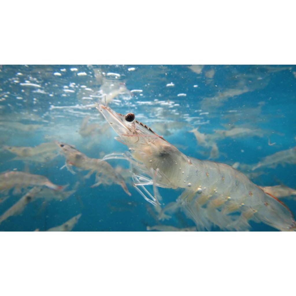 Udang Vaname Hidup Live 1Kg Udang Vaname Segar