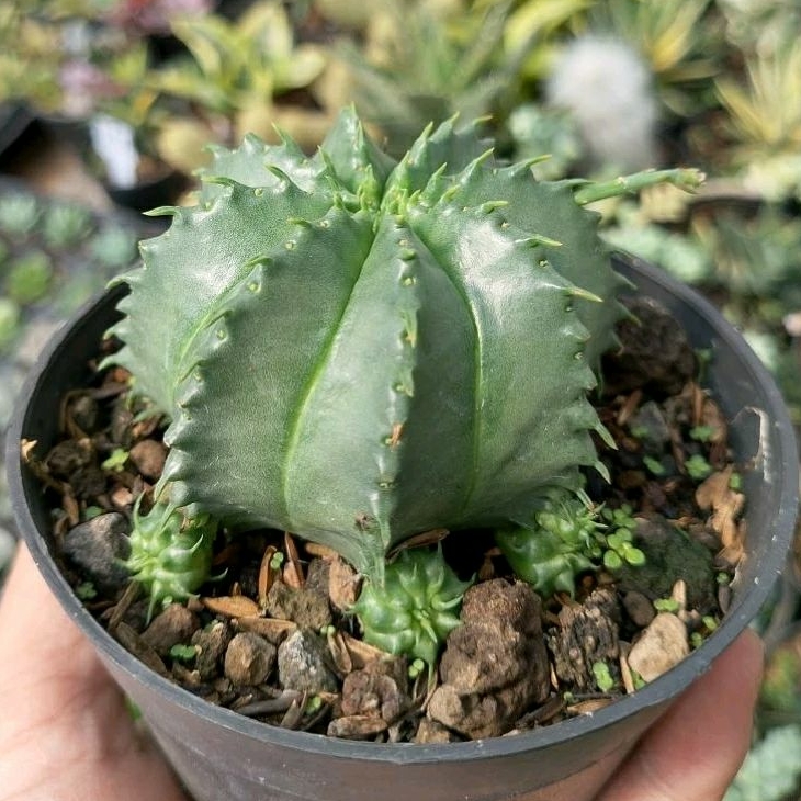 euphorbia valida