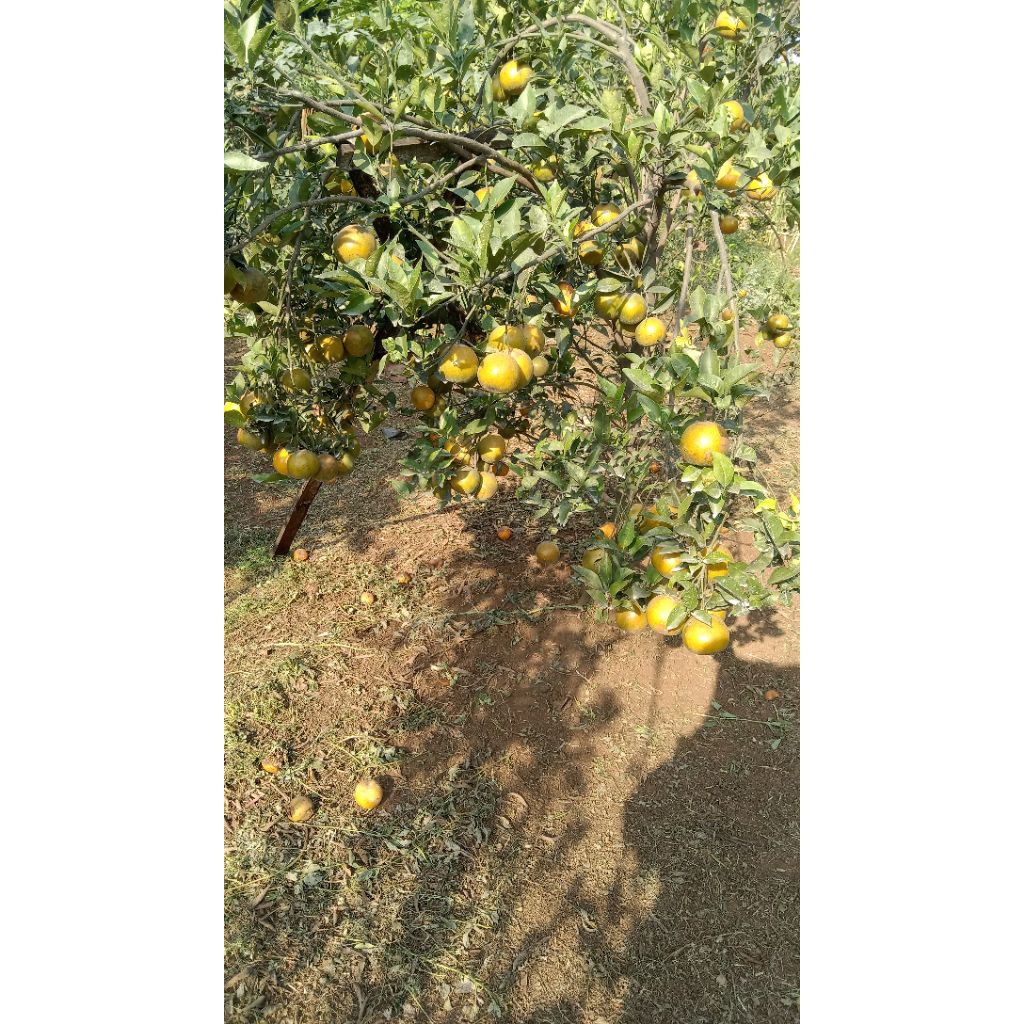 

JERUK SIAM MIX PERAS GROSIR