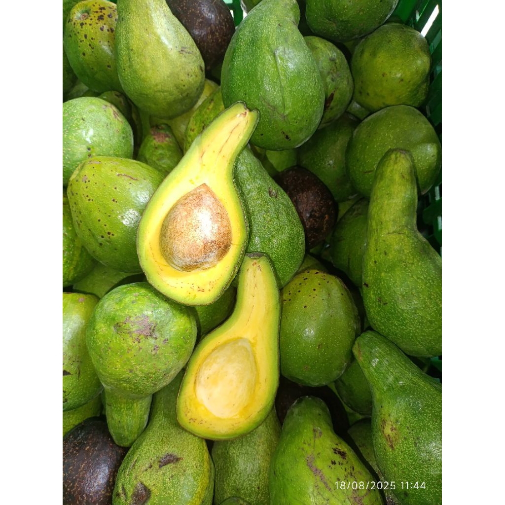 

Alpukat mentega bandar lampung