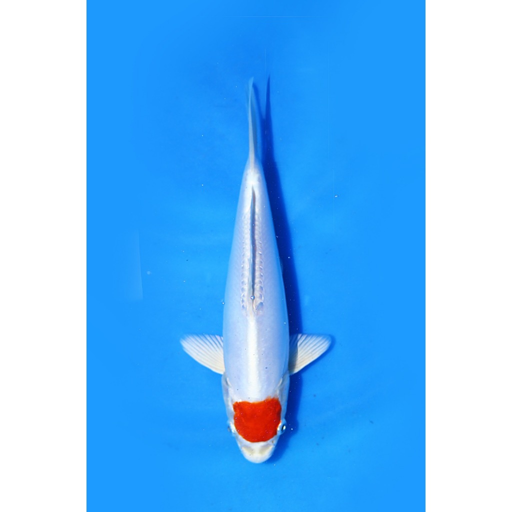 Koi Import Tancho Kikusui Saito Koi Farm Size 23 cm