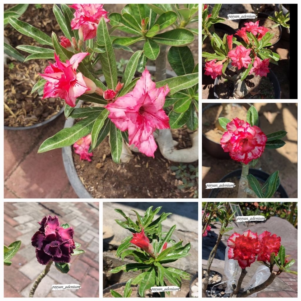 Entres Adenium Bunga Tumpuk