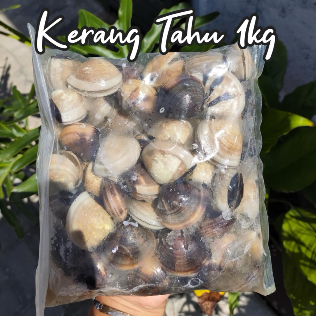 

Frozen food //Kerang Tahu 1kg