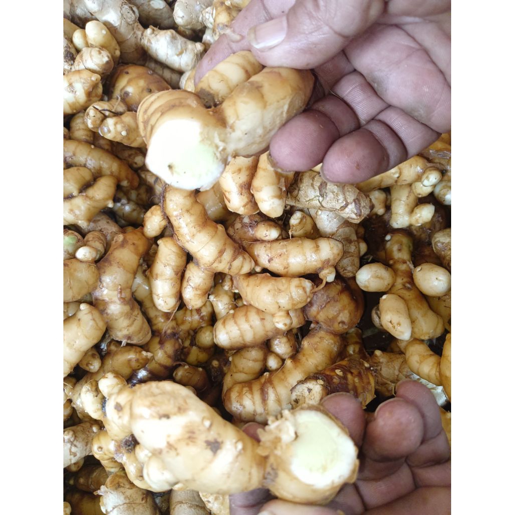 

Kunyit Putih Asli 500gr