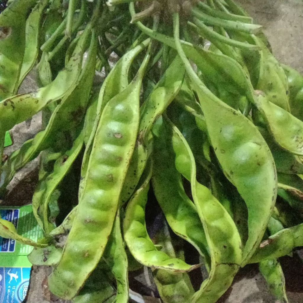 

pete petai per 1 papan / lonjor