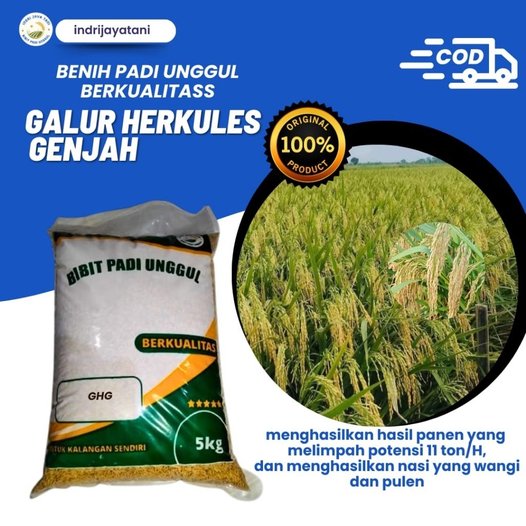 benih padi unggul GALUR HERKULES GENJAH benih padi berkualitas 5kg