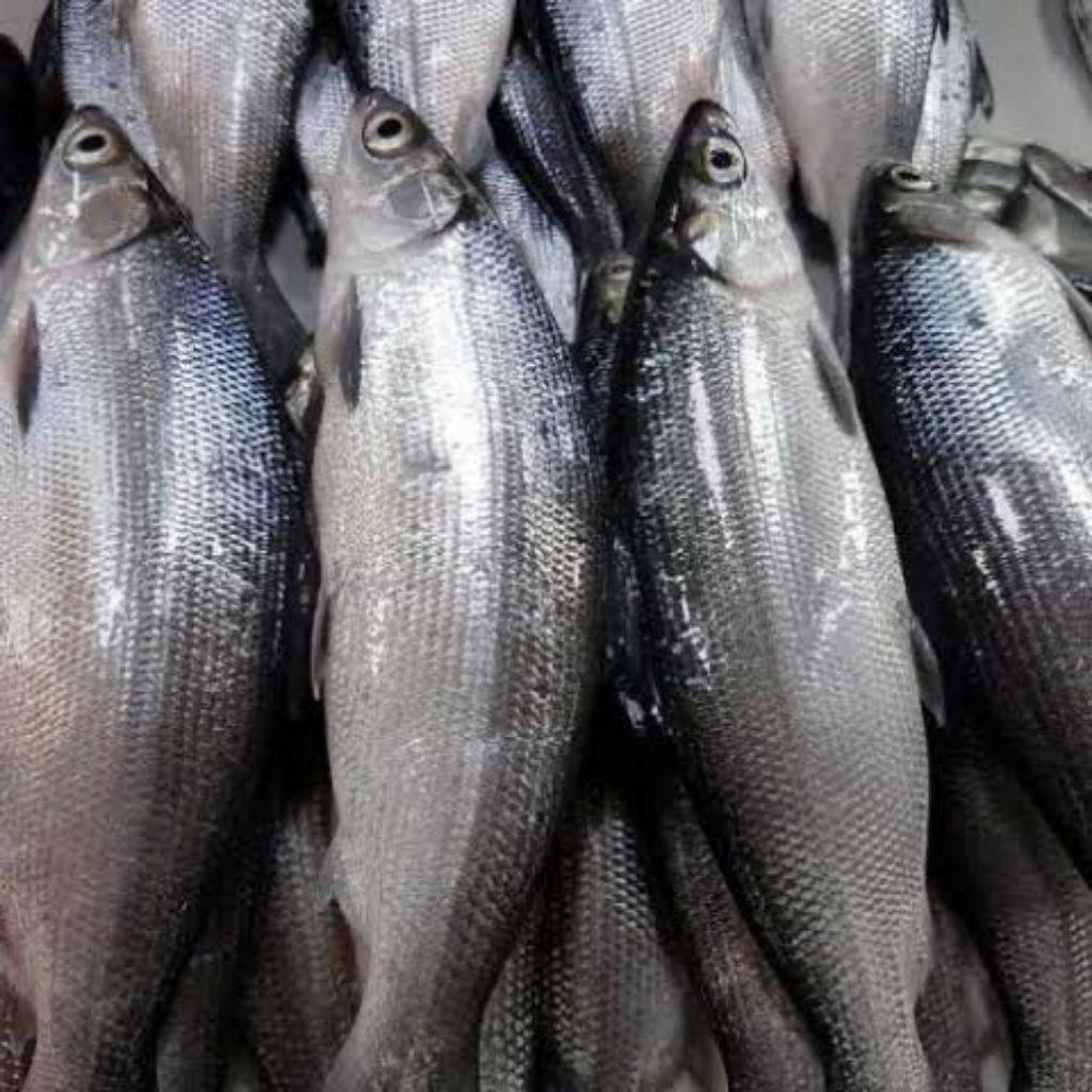 

Ikan Bandeng Segar 1 kg