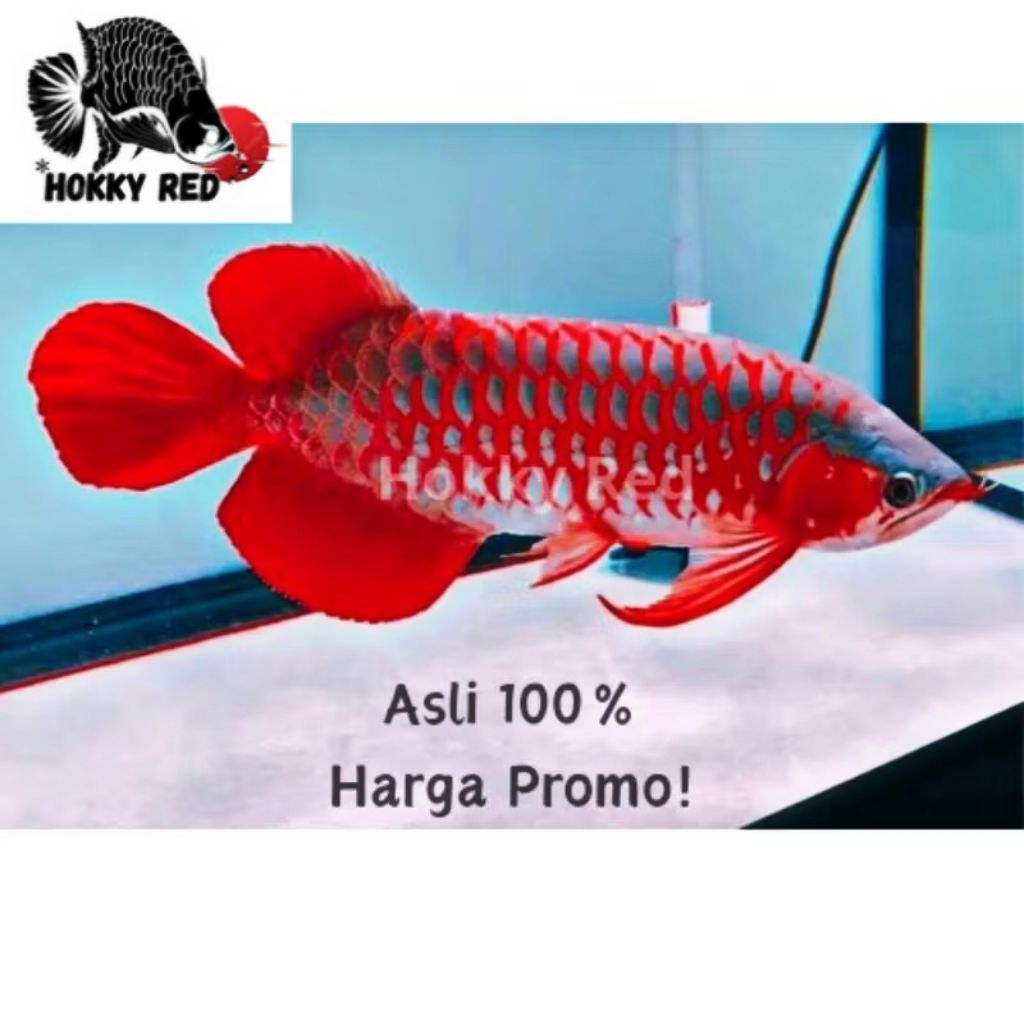Arwana Super Red Grade A+ Asli 100% Lengkap Sertifikat Chip