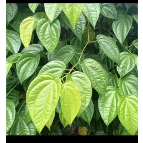 

Daun sirih,segar,50lembar+5lembar bonus