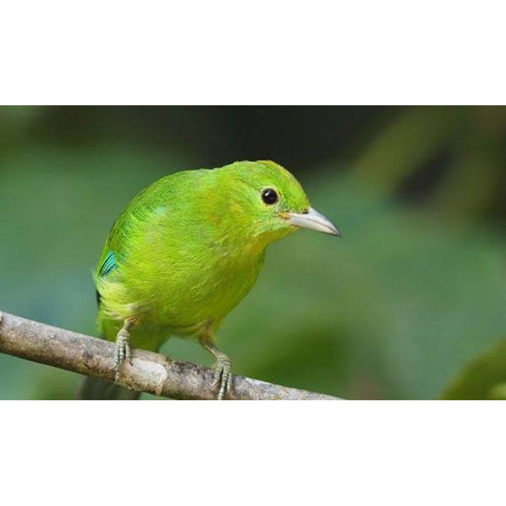 cak ijo mini betina pilihan