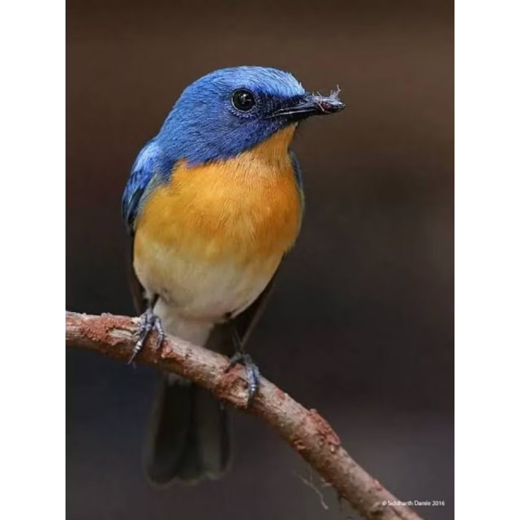 BURUNG TLEDEKAN GUNUNG JANTAN ORI J4W4 pilihan