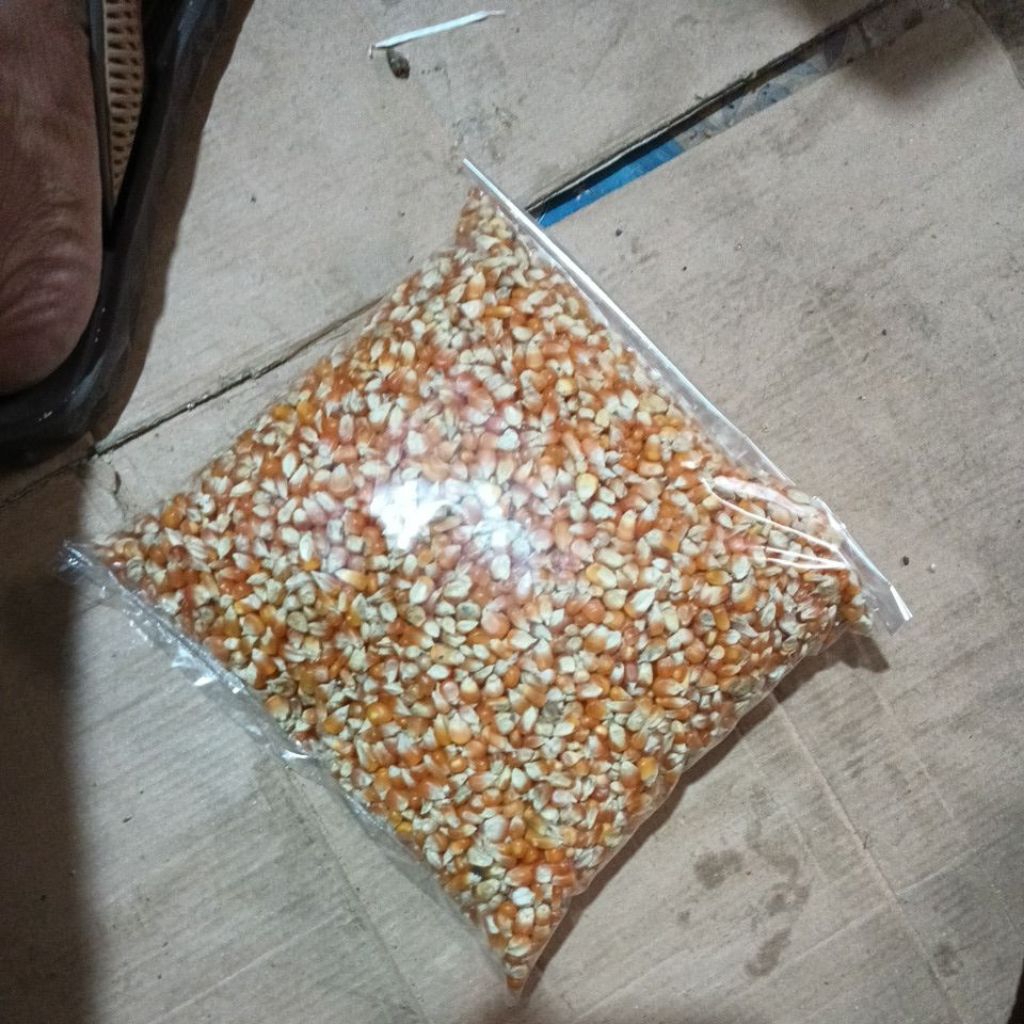 jagung kristal pakan burung