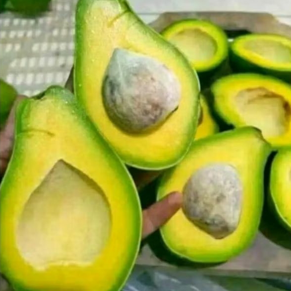 

Promo nih !!! alpukat mentega 1 kg fresh