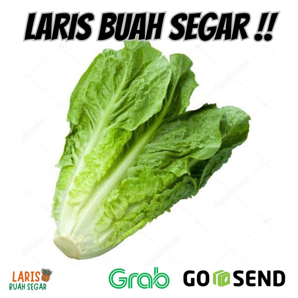 

ROMAINE LETTUCE SAYUR SEGAR SELADA MANIS ROMAINE 500 GRAM