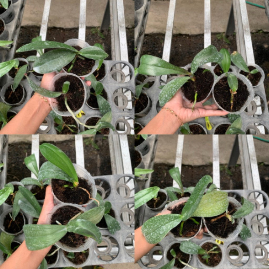 anggrek bulan afkir remaja tanaman