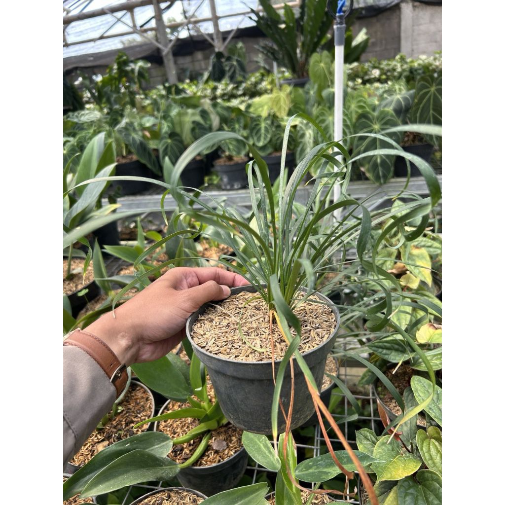 Tanaman hias ophiopogon jaburan curly kondisi sehat dan subur ada 2 variasi besar dan kecil