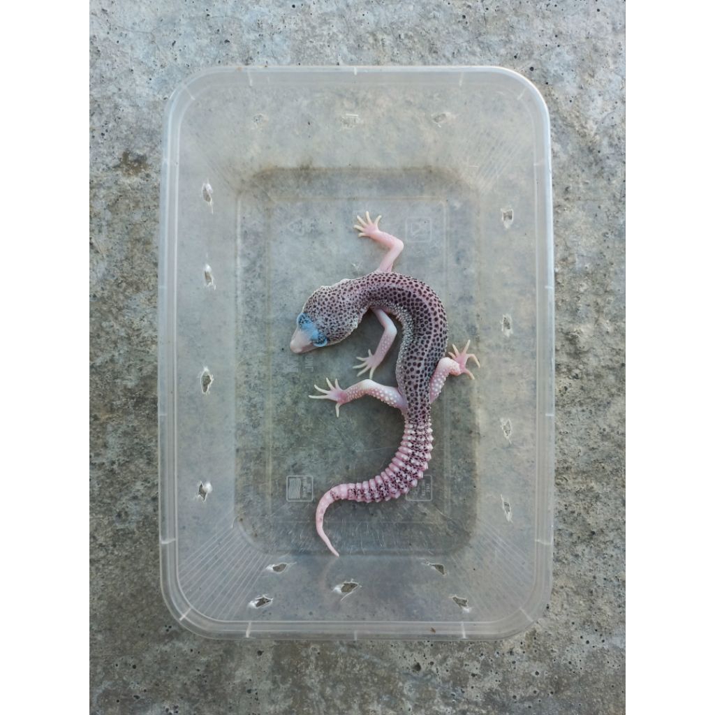 MAINAN PIED LINE SUPER PIED