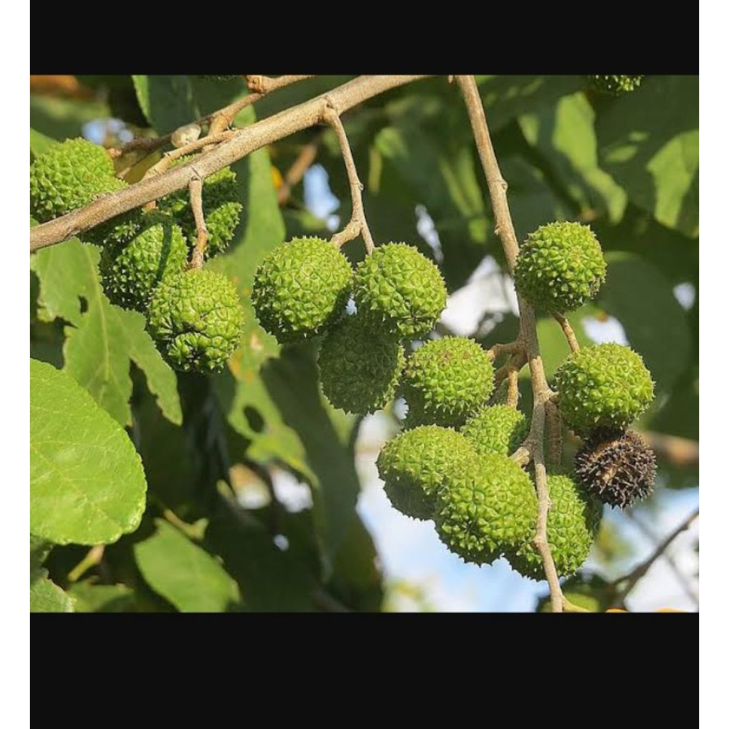 

daun jati belanda segar 1 kg