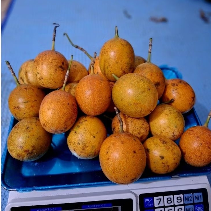 

Buah Markisa konyal manis matang segar isi 500gram