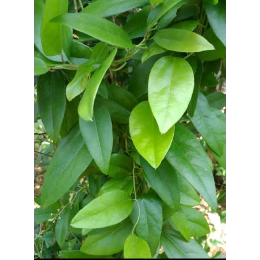 

Daun Cincau Kecil Segar Cincau Rambat Bahan Cincau 100 Lembar