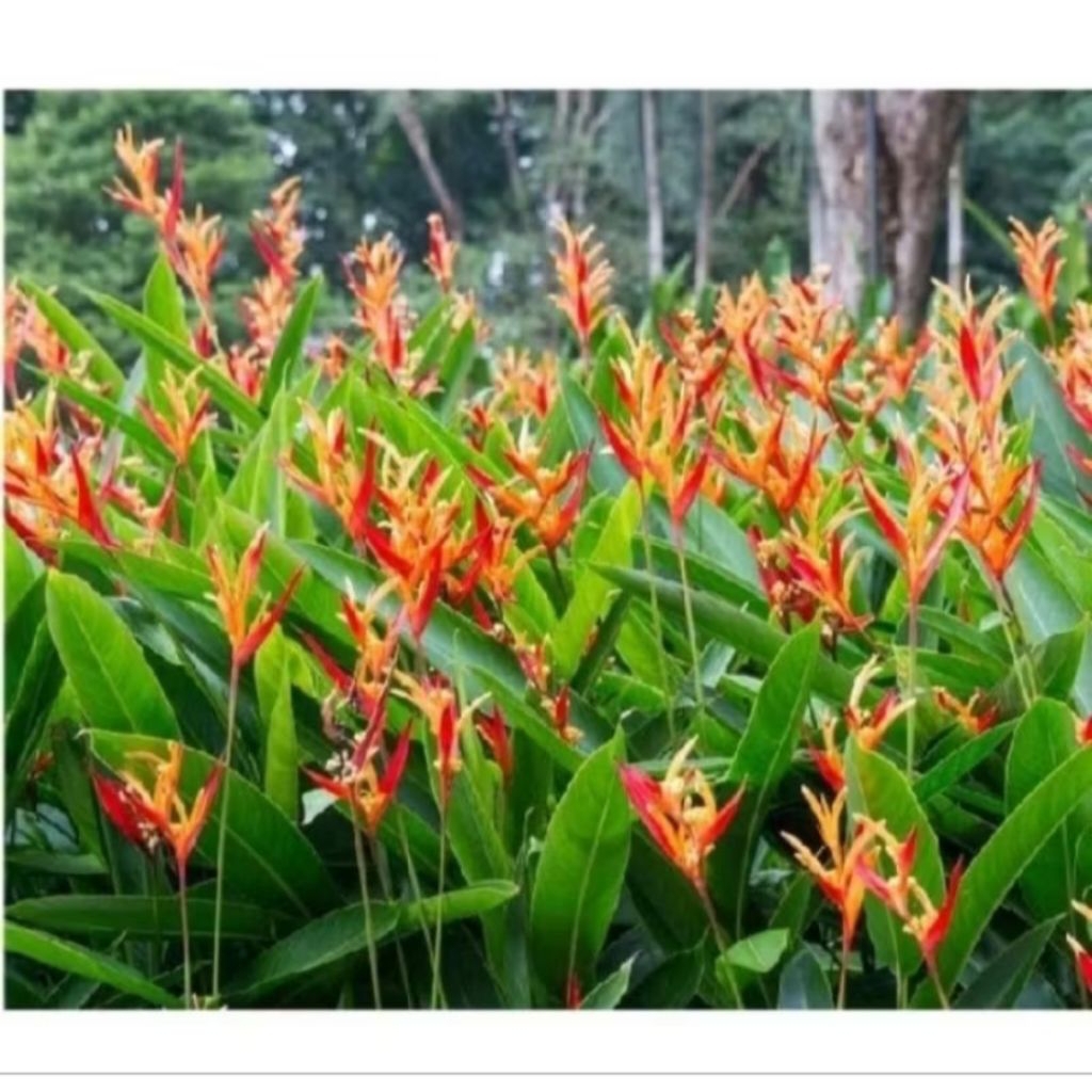 Tanaman Pisang Heliconia / tanaman hias pisang heliconia walet