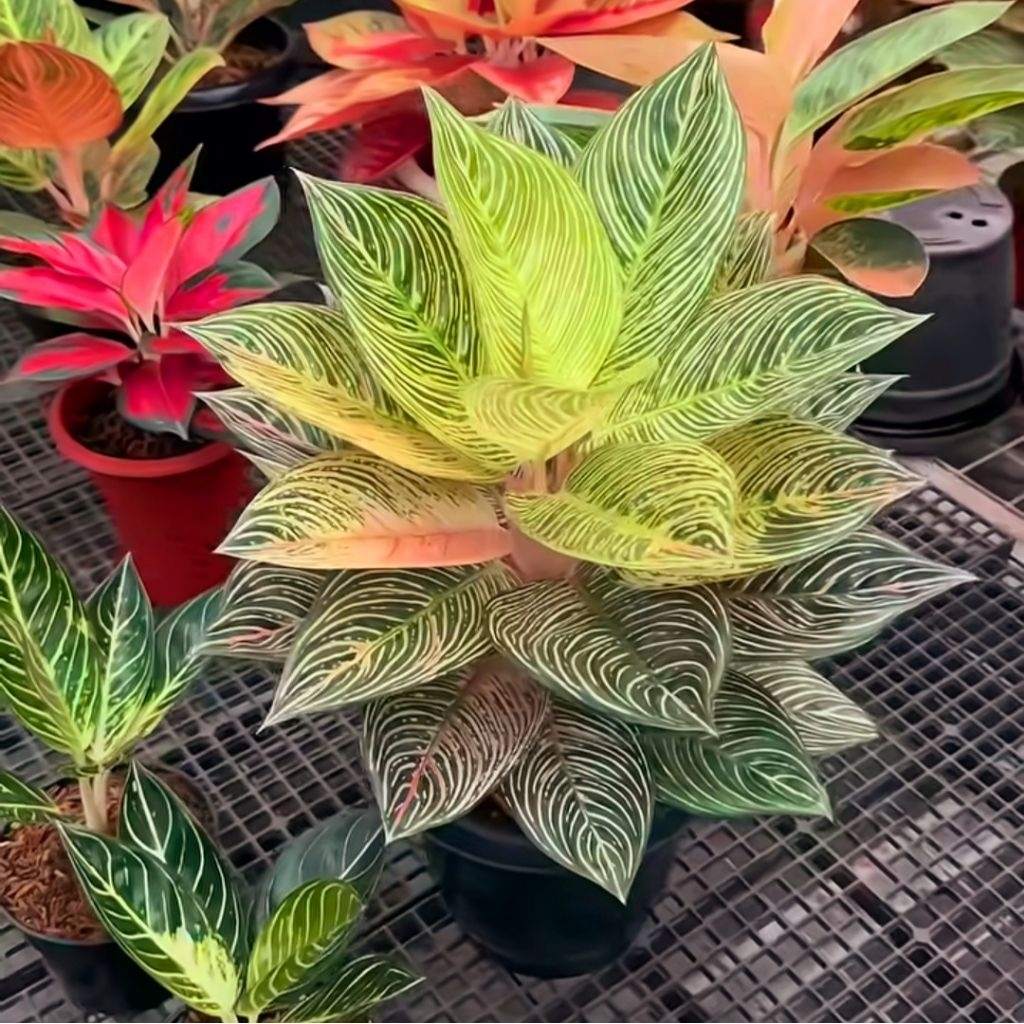 Tanaman Hias Aglonema Golden Hope Bibit Bonggol BERAKAR Bertunas Pasti Tumbuh / Tanaman Hias Bonggol