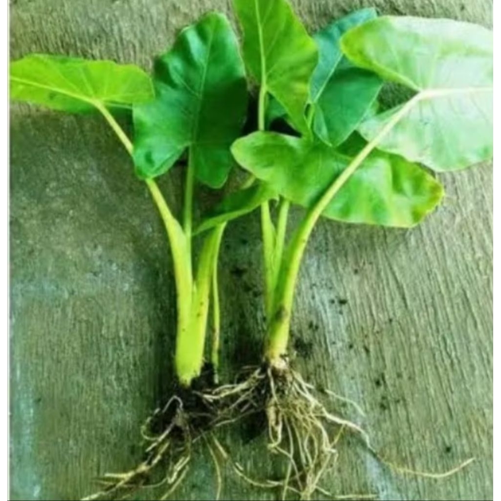 10 Bibit benih Talas sente hijau daun besar berserat 30-40 cm