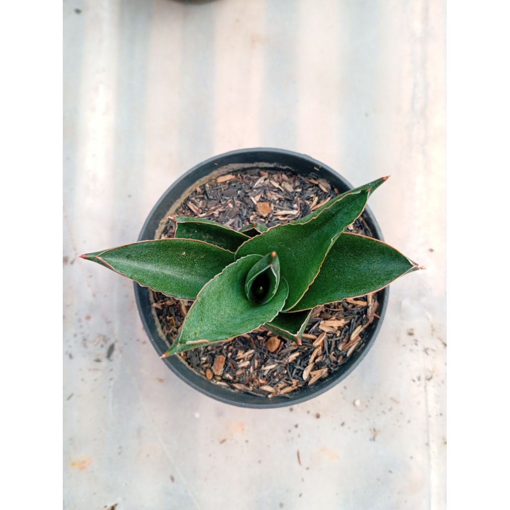 sansivera hybrid andaman