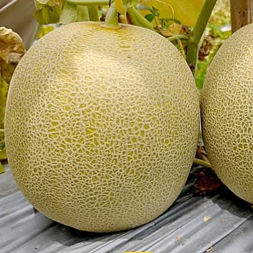 Benih Melon MANDALA F1 Bibit melon madu super manis bibit melon madu super jumbo benih melon f1