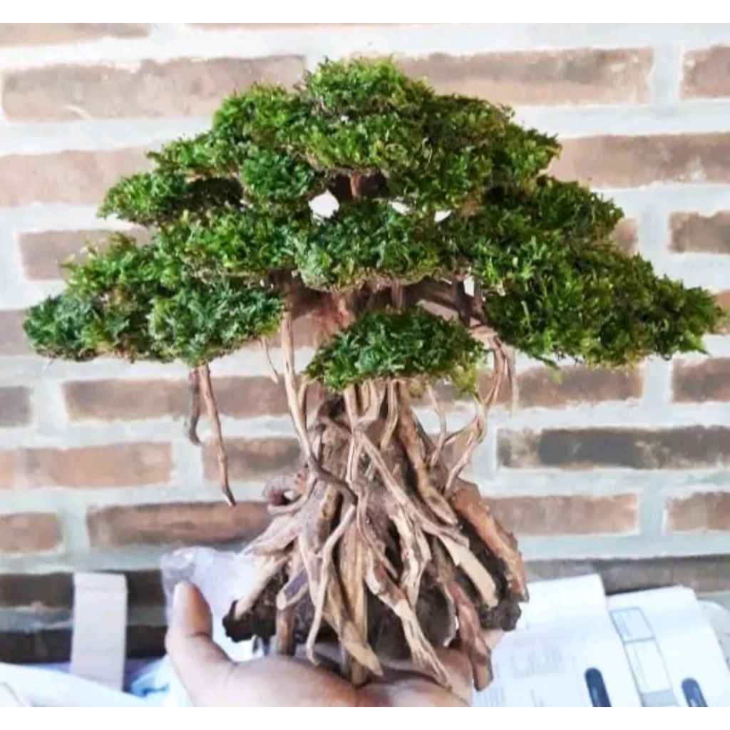 bonsai aquascape moss asli