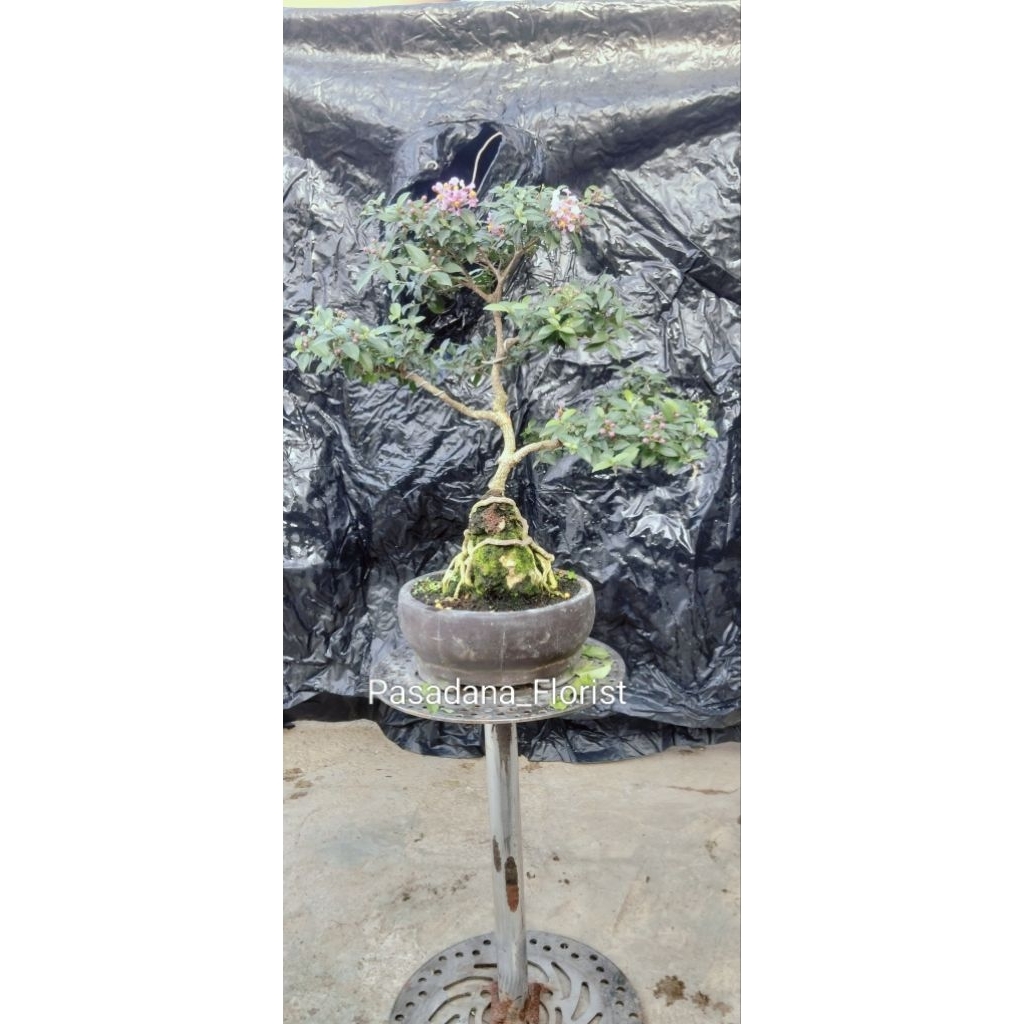 Bonsai Sakura mikro on the rock