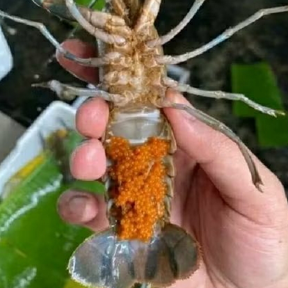 

GENDONG TELOR LOBSTER AIR TAWAR REDCLOW .READY STOK FULL.JMINAN HIDUP REALPICT